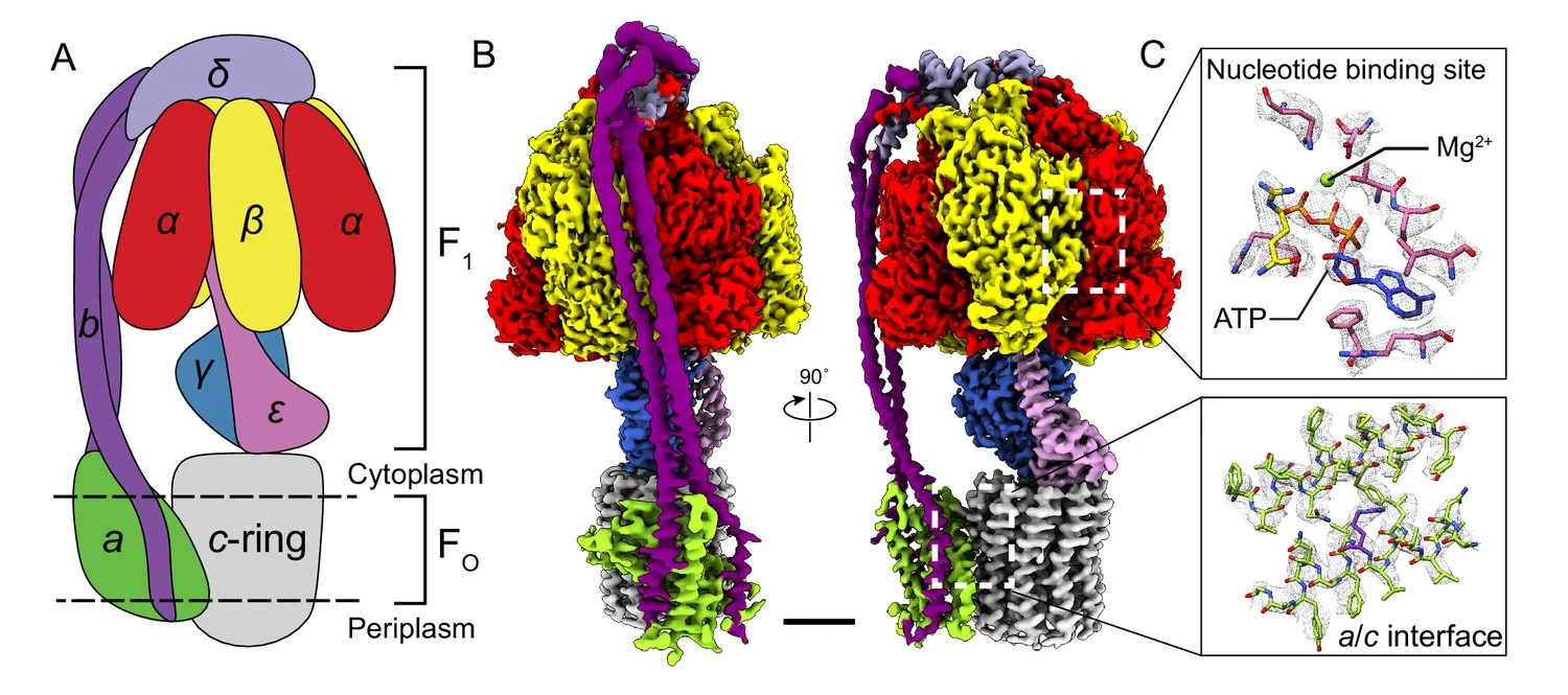 ATPase